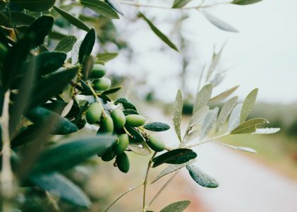 La historia y la cultura del aceite de oliva en España