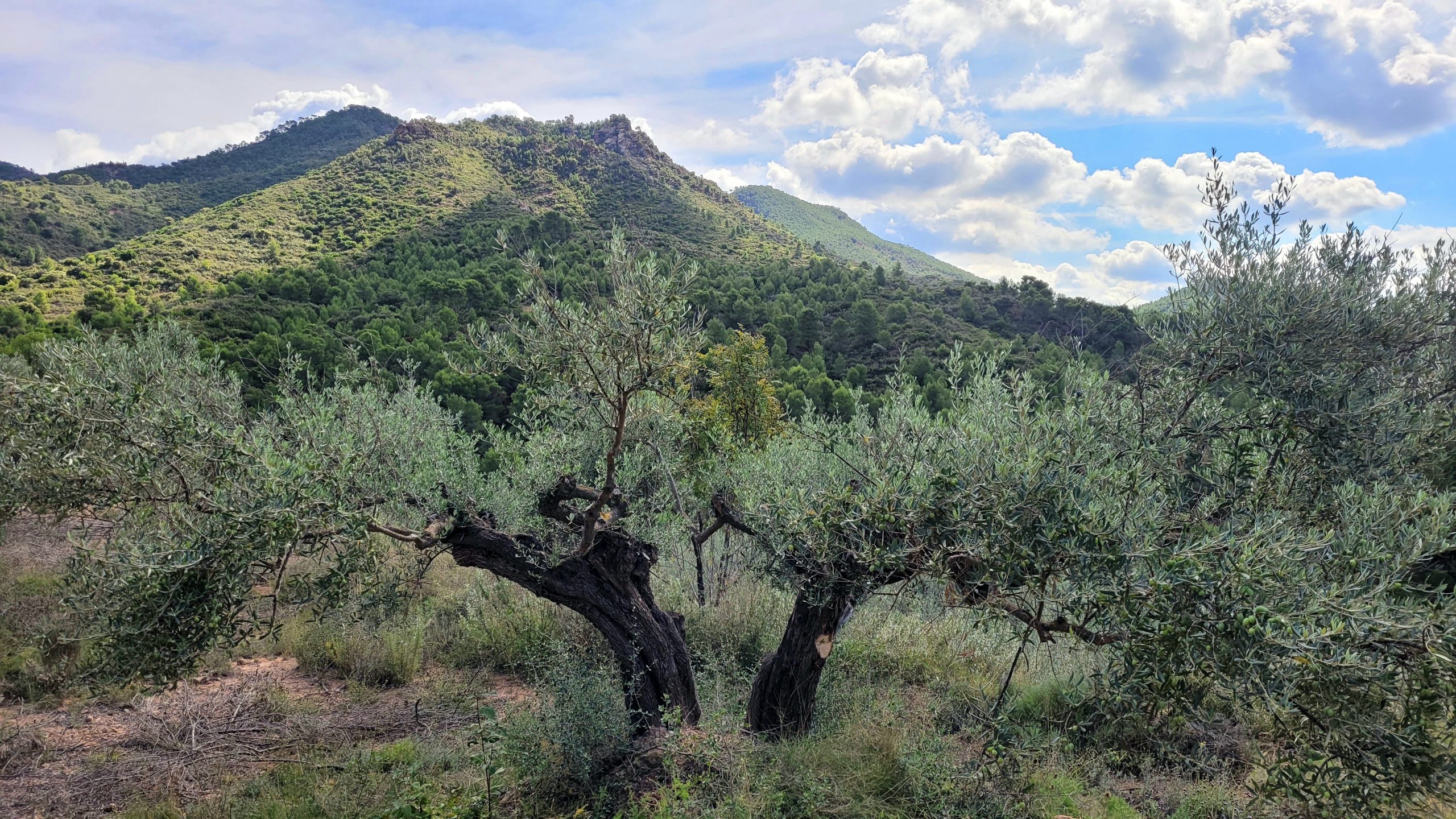 olivar de montaña