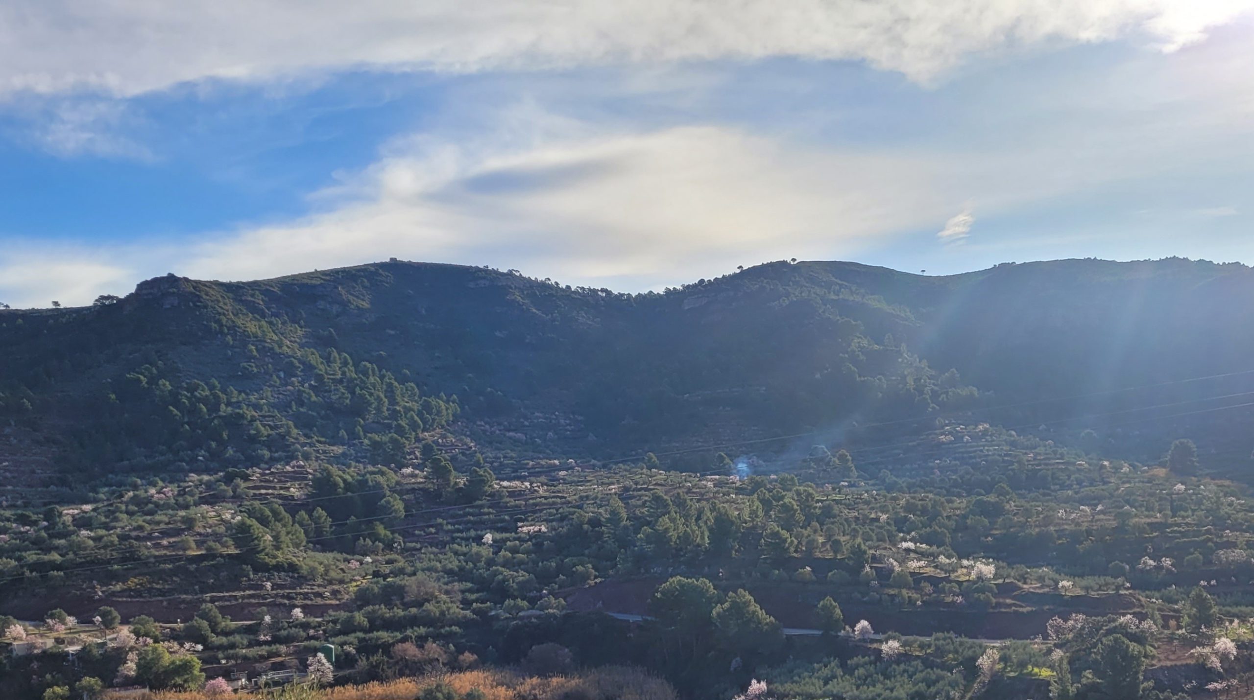 Preservando la riqueza natural y cultural de los olivos en montaña